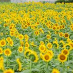 関東でおすすめのひまわり畑！「清瀬ひまわりフェスティバル」の写真や見頃をレポート
