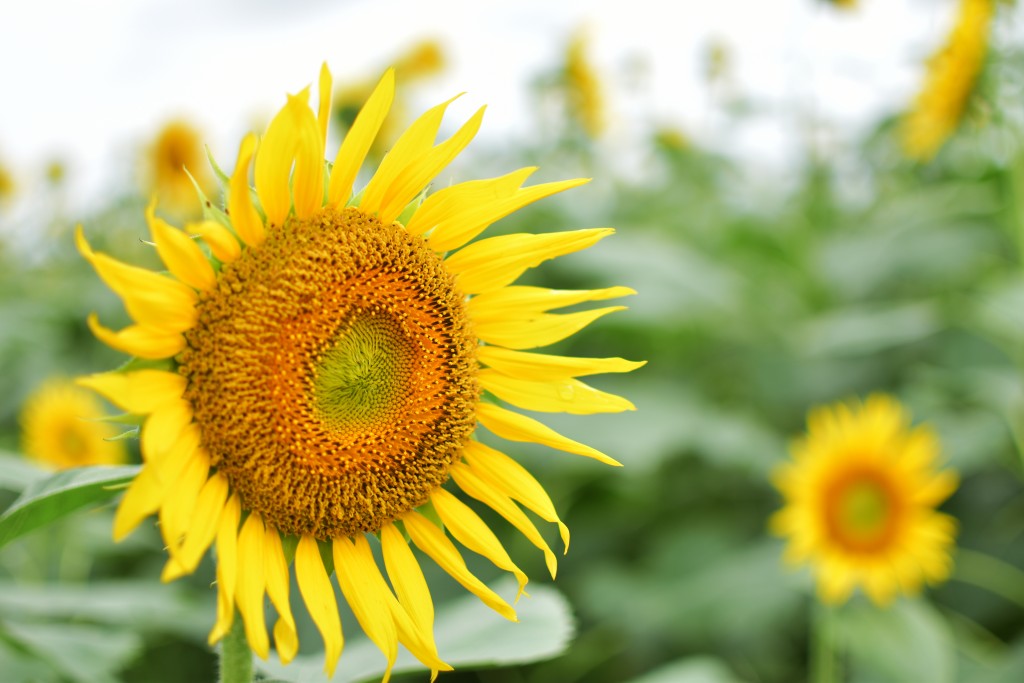 関東でおすすめのひまわり畑!「清瀬ひまわりフェスティバル」の写真や見頃をレポート
